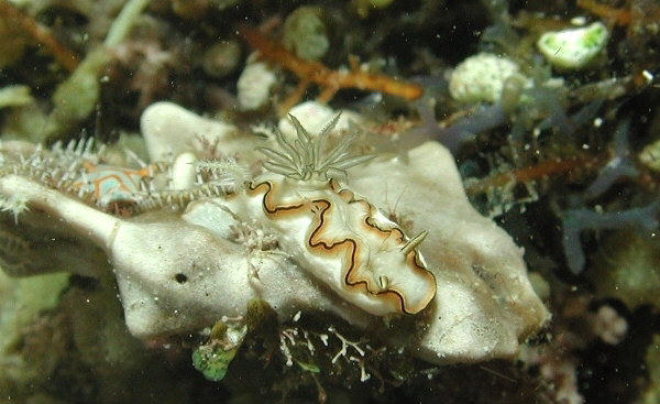 Glossodoris spD